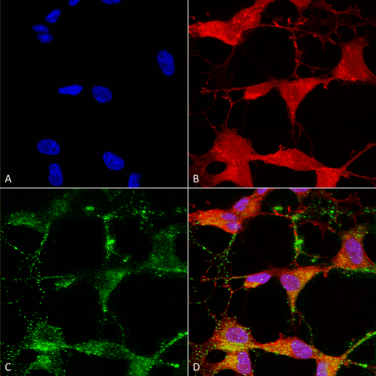Immunocytochemistry/Immunofluorescence - Anti-TRPV3 Antibody [N15/39] (A305015) - Antibodies.com