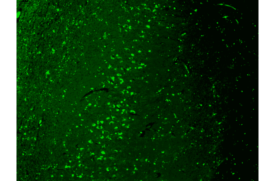 Immunohistochemistry - Anti-TRPV3 Antibody [N15/4] (A305016) - Antibodies.com
