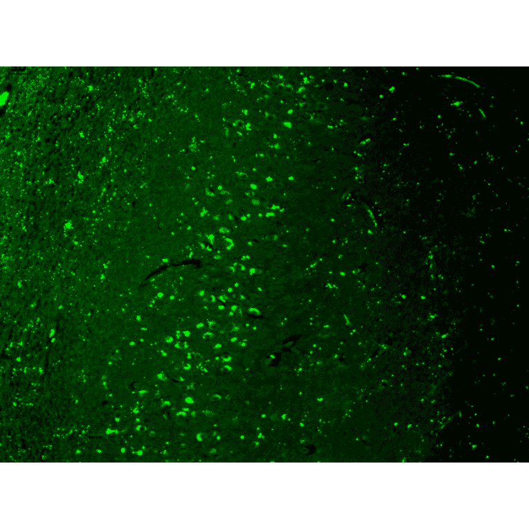 Immunohistochemistry - Anti-TRPV3 Antibody [N15/4] (A305016) - Antibodies.com