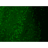 Immunohistochemistry - Anti-TRPV3 Antibody [N15/4] (A305016) - Antibodies.com