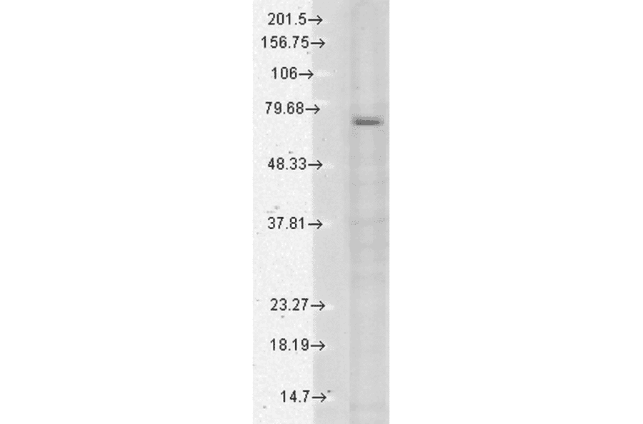 Western Blot - Anti-TRPV3 Antibody [N15/4] (A305016) - Antibodies.com