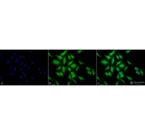 Immunocytochemistry/Immunofluorescence - Anti-HSP70 Antibody (A305017) - Antibodies.com