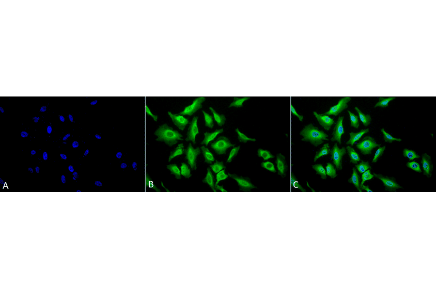 Immunocytochemistry/Immunofluorescence - Anti-HSP70 Antibody (A305017) - Antibodies.com