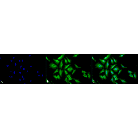 Immunocytochemistry/Immunofluorescence - Anti-HSP70 Antibody (A305017) - Antibodies.com
