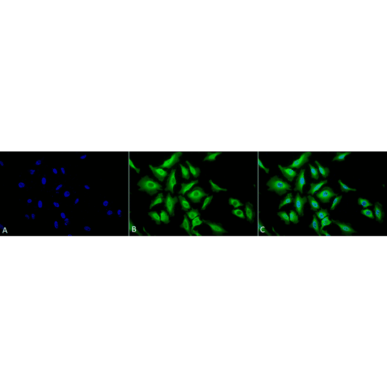 Immunocytochemistry/Immunofluorescence - Anti-HSP70 Antibody (A305017) - Antibodies.com