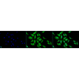 Immunocytochemistry/Immunofluorescence - Anti-HSP70 Antibody (A305017) - Antibodies.com