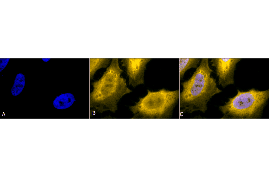 Immunocytochemistry/Immunofluorescence - Anti-HSP70 Antibody (A305017) - Antibodies.com