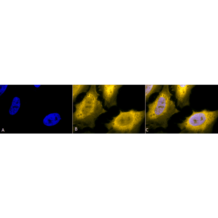Immunocytochemistry/Immunofluorescence - Anti-HSP70 Antibody (A305017) - Antibodies.com
