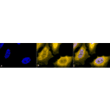 Immunocytochemistry/Immunofluorescence - Anti-HSP70 Antibody (A305017) - Antibodies.com