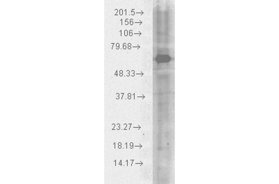 Western Blot - Anti-HSP70 Antibody (A305017) - Antibodies.com