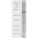 Western Blot - Anti-HSP70 Antibody (A305017) - Antibodies.com