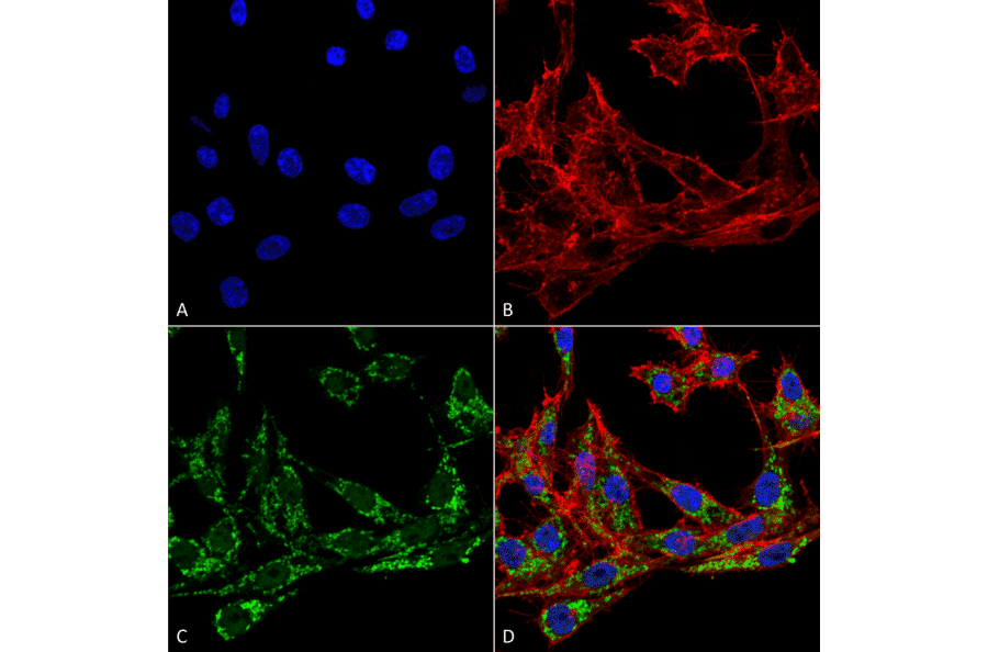 Immunocytochemistry/Immunofluorescence - Anti-COX1 / Cyclooxygenase 1 Antibody (A305018) - Antibodies.com