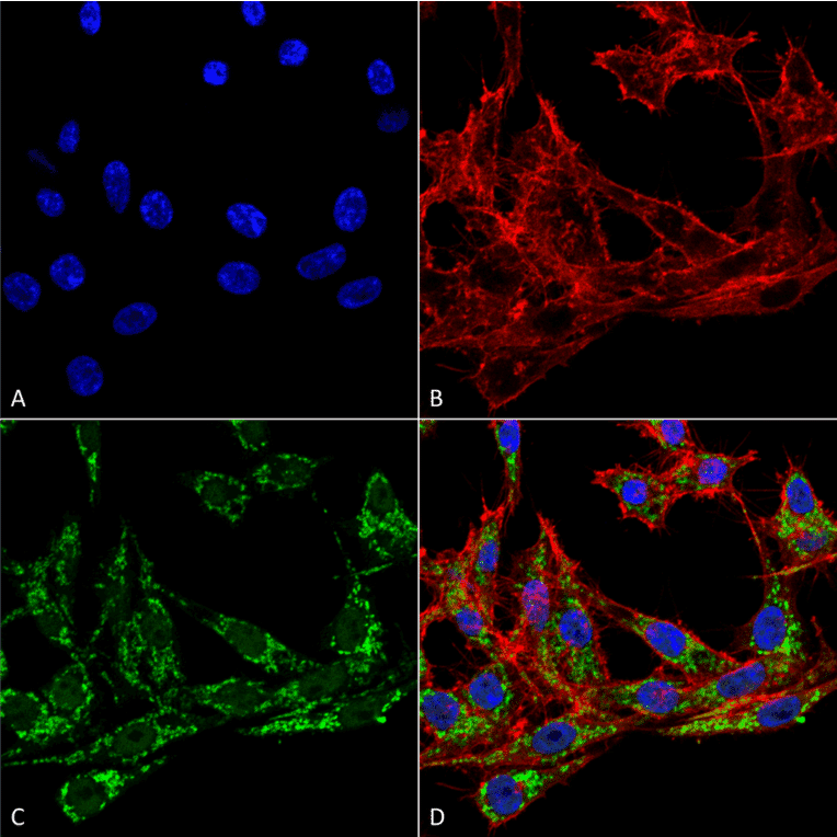 Immunocytochemistry/Immunofluorescence - Anti-COX1 / Cyclooxygenase 1 Antibody (A305018) - Antibodies.com