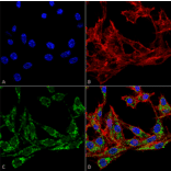 Immunocytochemistry/Immunofluorescence - Anti-COX1 / Cyclooxygenase 1 Antibody (A305018) - Antibodies.com