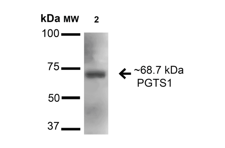 Western Blot - Anti-COX1 / Cyclooxygenase 1 Antibody (A305018) - Antibodies.com
