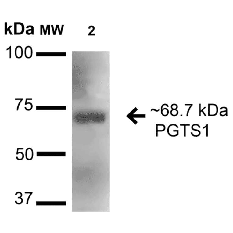 Western Blot - Anti-COX1 / Cyclooxygenase 1 Antibody (A305018) - Antibodies.com
