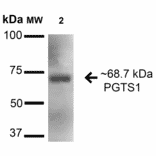 Western Blot - Anti-COX1 / Cyclooxygenase 1 Antibody (A305018) - Antibodies.com