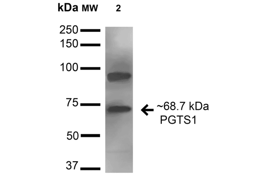 Western Blot - Anti-COX1 / Cyclooxygenase 1 Antibody (A305018) - Antibodies.com