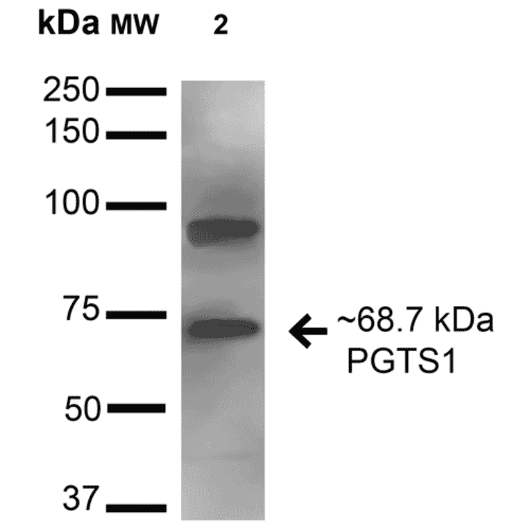 Western Blot - Anti-COX1 / Cyclooxygenase 1 Antibody (A305018) - Antibodies.com