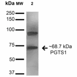 Western Blot - Anti-COX1 / Cyclooxygenase 1 Antibody (A305018) - Antibodies.com