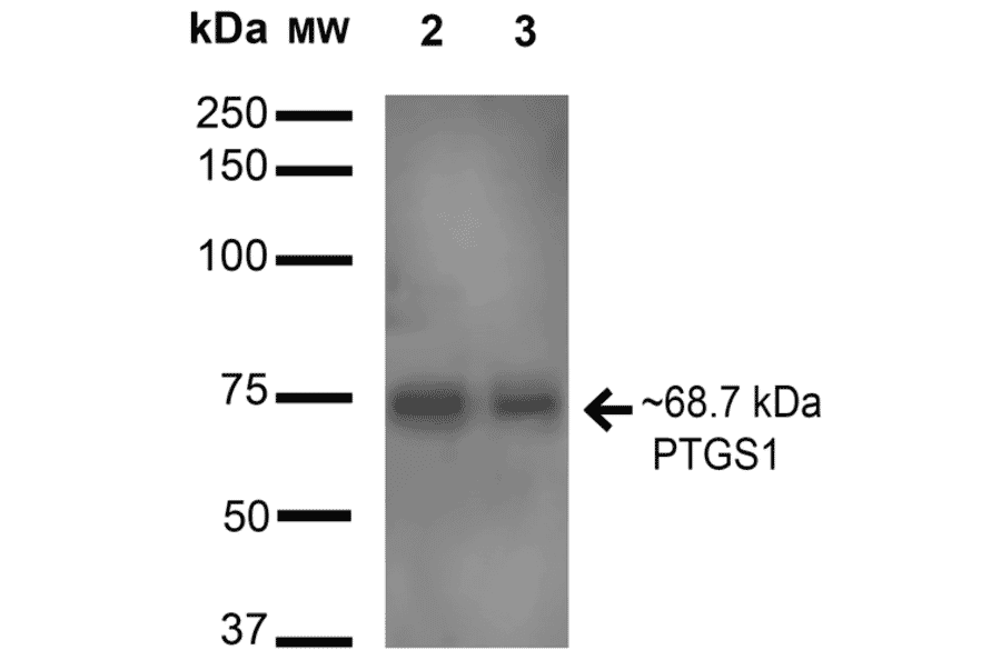 Western Blot - Anti-COX1 / Cyclooxygenase 1 Antibody (A305018) - Antibodies.com