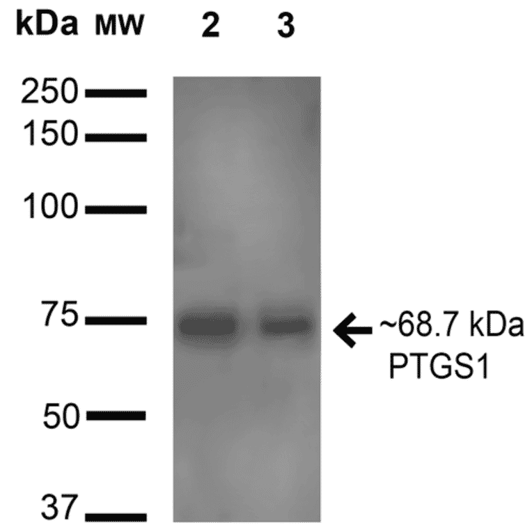 Western Blot - Anti-COX1 / Cyclooxygenase 1 Antibody (A305018) - Antibodies.com
