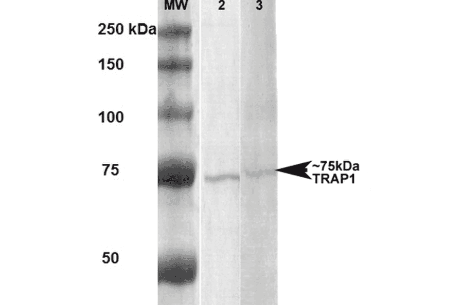 Western Blot - Anti-TRAP1 Antibody [3H4-2H6] (A305019) - Antibodies.com