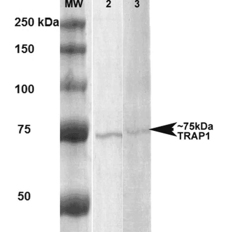 Western Blot - Anti-TRAP1 Antibody [3H4-2H6] (A305019) - Antibodies.com