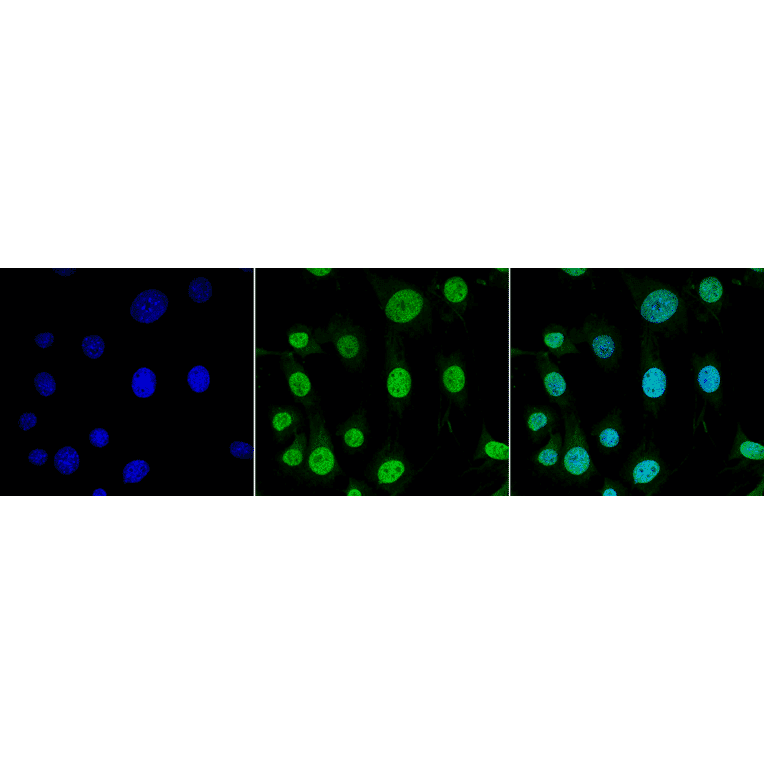 Immunocytochemistry/Immunofluorescence - Anti-TRAP1 Antibody [3H4-2H6] (A305019) - Antibodies.com