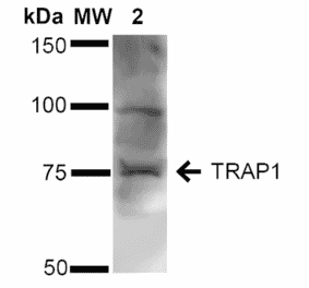 Western Blot - Anti-TRAP1 Antibody (A305020) - Antibodies.com