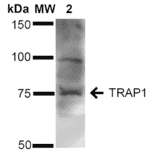 Western Blot - Anti-TRAP1 Antibody (A305020) - Antibodies.com