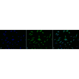 Immunocytochemistry/Immunofluorescence - Anti-TRAP1 Antibody (A305020) - Antibodies.com