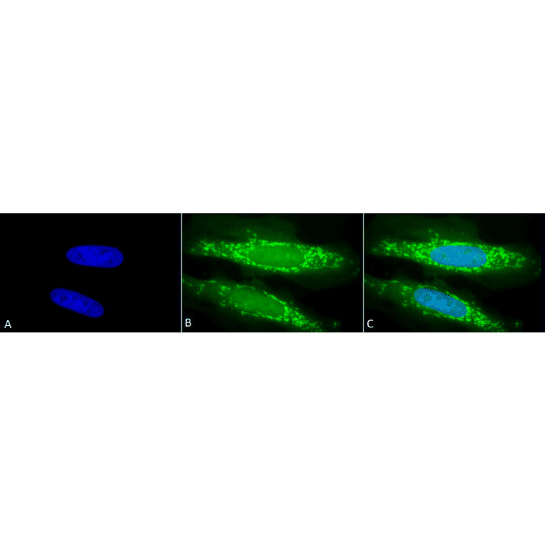 Immunocytochemistry/Immunofluorescence - Anti-TRAP1 Antibody (A305020) - Antibodies.com