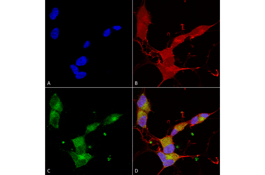 Immunocytochemistry/Immunofluorescence - Anti-KCNQ4 Antibody [N43/6] (A305021) - Antibodies.com