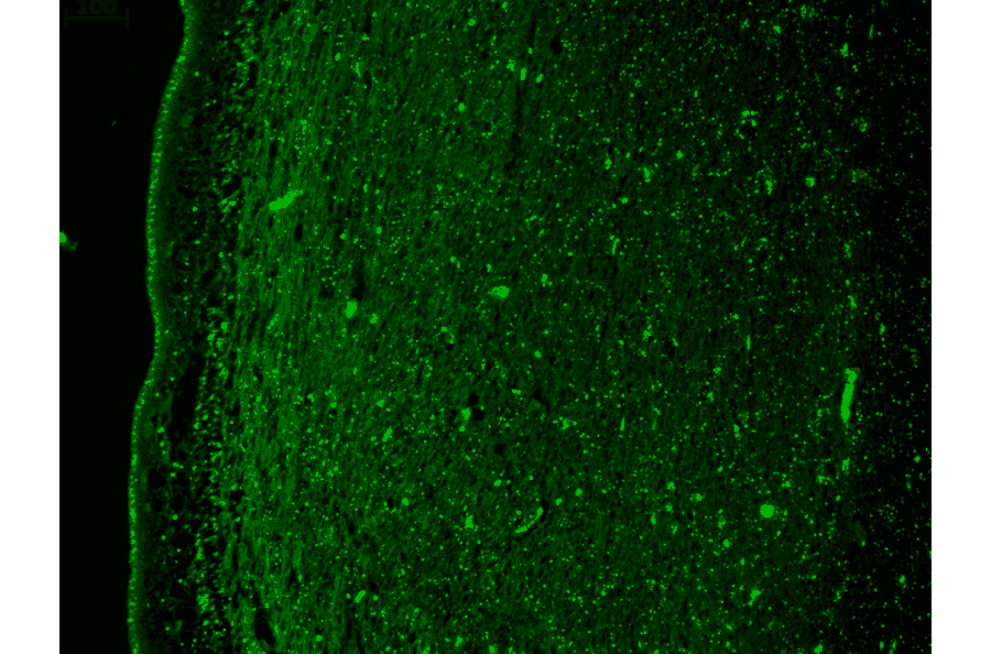 Immunohistochemistry - Anti-KCNQ4 Antibody [N43/6] (A305021) - Antibodies.com
