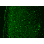Immunohistochemistry - Anti-KCNQ4 Antibody [N43/6] (A305021) - Antibodies.com