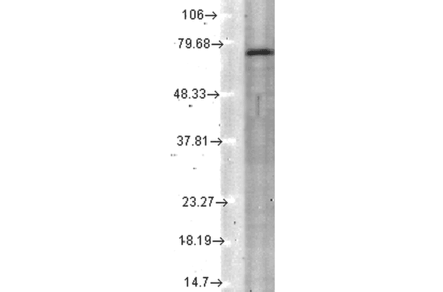 Western Blot - Anti-KCNQ4 Antibody [N43/6] (A305021) - Antibodies.com