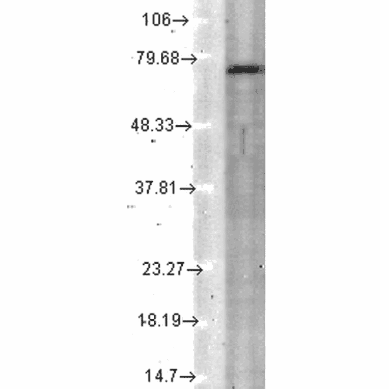 Western Blot - Anti-KCNQ4 Antibody [N43/6] (A305021) - Antibodies.com
