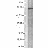 Western Blot - Anti-KCNQ4 Antibody [N43/6] (A305021) - Antibodies.com