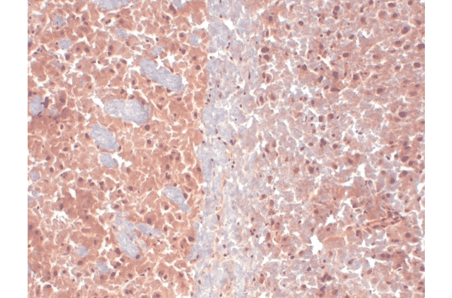Immunohistochemistry - Anti-KCNQ4 Antibody [N43/6] (A305021) - Antibodies.com
