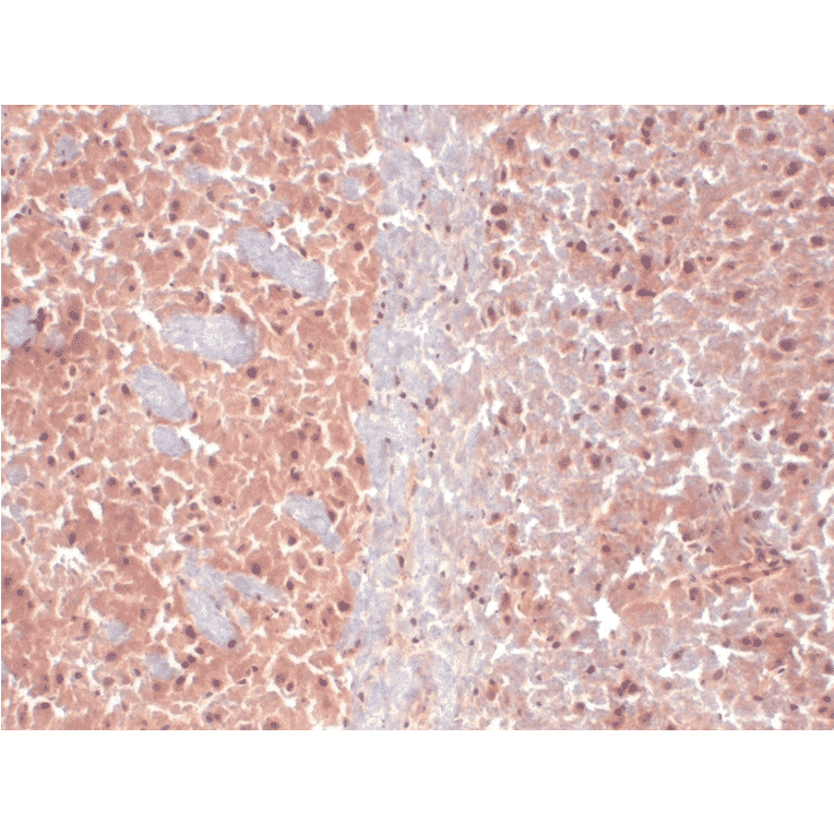 Immunohistochemistry - Anti-KCNQ4 Antibody [N43/6] (A305021) - Antibodies.com