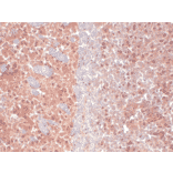 Immunohistochemistry - Anti-KCNQ4 Antibody [N43/6] (A305021) - Antibodies.com