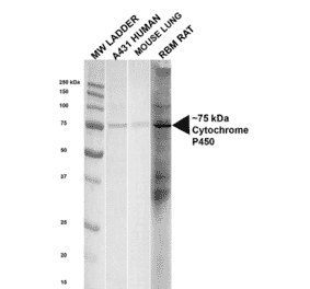 Western Blot - Anti-Cytochrome P450 Reductase Antibody (A305022) - Antibodies.com