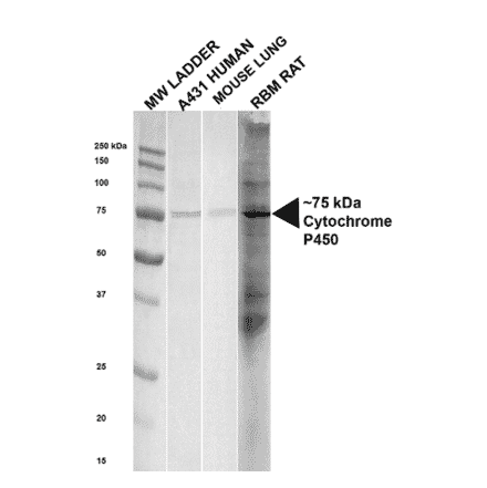 Western Blot - Anti-Cytochrome P450 Reductase Antibody (A305022) - Antibodies.com