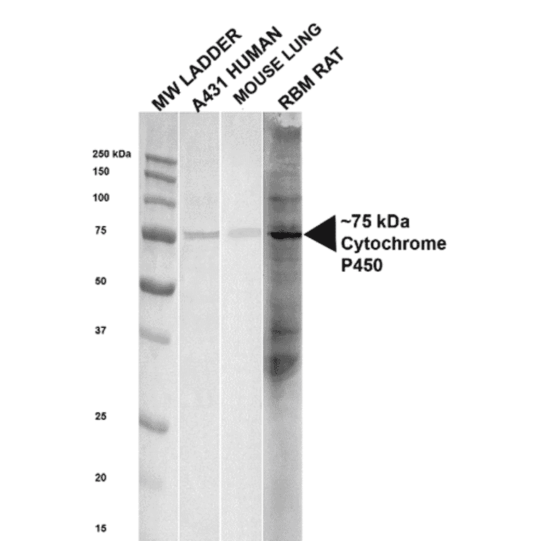 Western Blot - Anti-Cytochrome P450 Reductase Antibody (A305022) - Antibodies.com