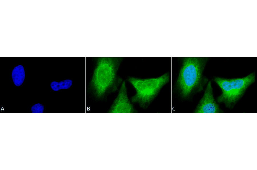 Immunocytochemistry/Immunofluorescence - Anti-Cytochrome P450 Reductase Antibody (A305022) - Antibodies.com