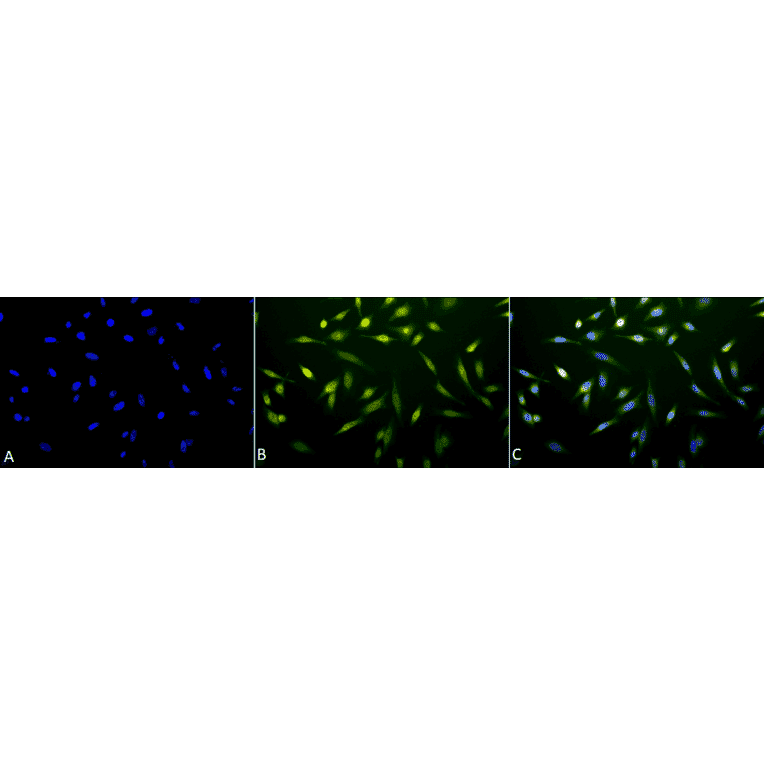 Immunocytochemistry/Immunofluorescence - Anti-Cytochrome P450 Reductase Antibody (A305022) - Antibodies.com