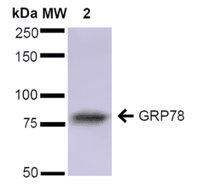 Western Blot - Anti-GRP78 Antibody (A305023) - Antibodies.com