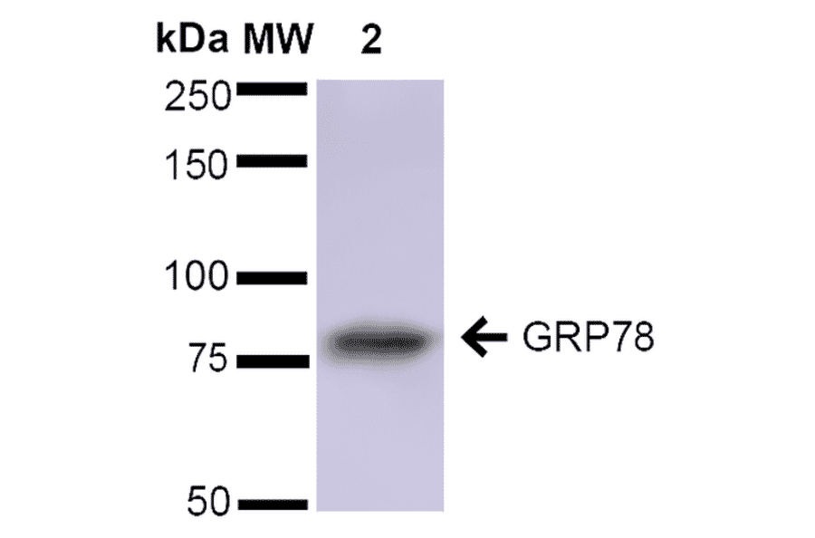 Western Blot - Anti-GRP78 Antibody (A305023) - Antibodies.com