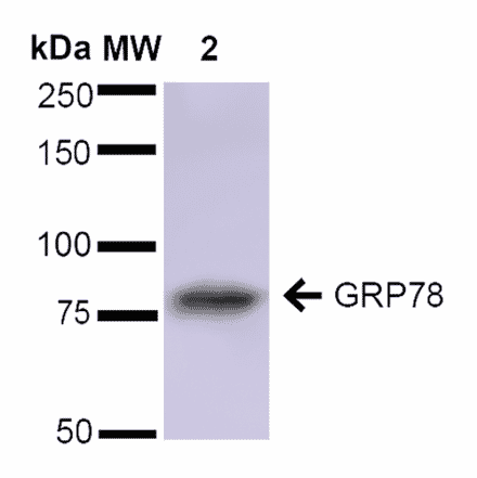 Western Blot - Anti-GRP78 Antibody (A305023) - Antibodies.com